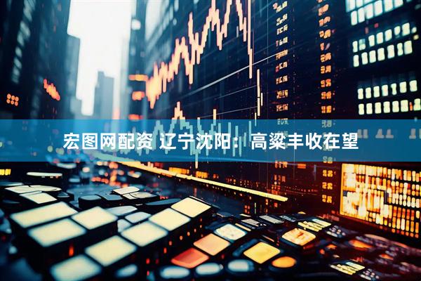 宏图网配资 辽宁沈阳：高粱丰收在望